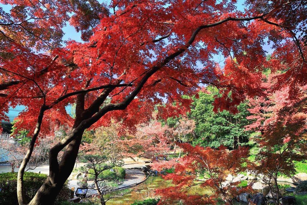 紅葉