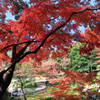 紅葉