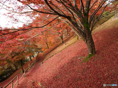 紅葉