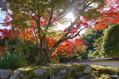 紅葉