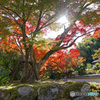 紅葉
