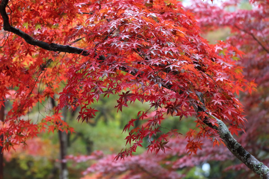 紅葉