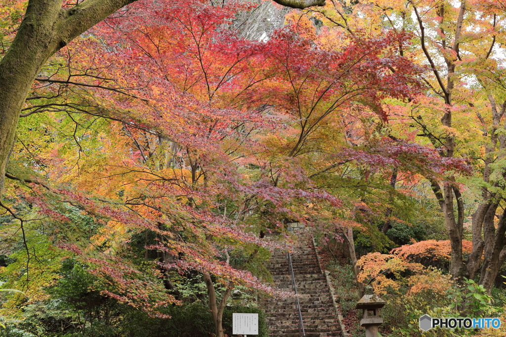 紅葉