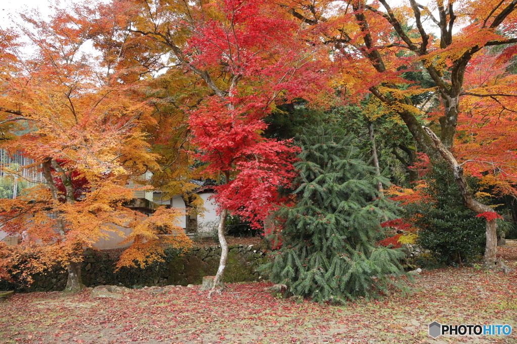 紅葉