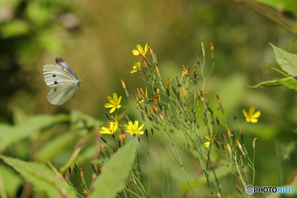 モンシロチョウ