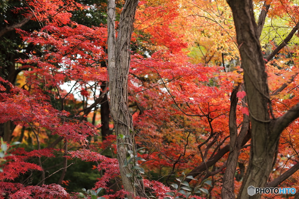 紅葉
