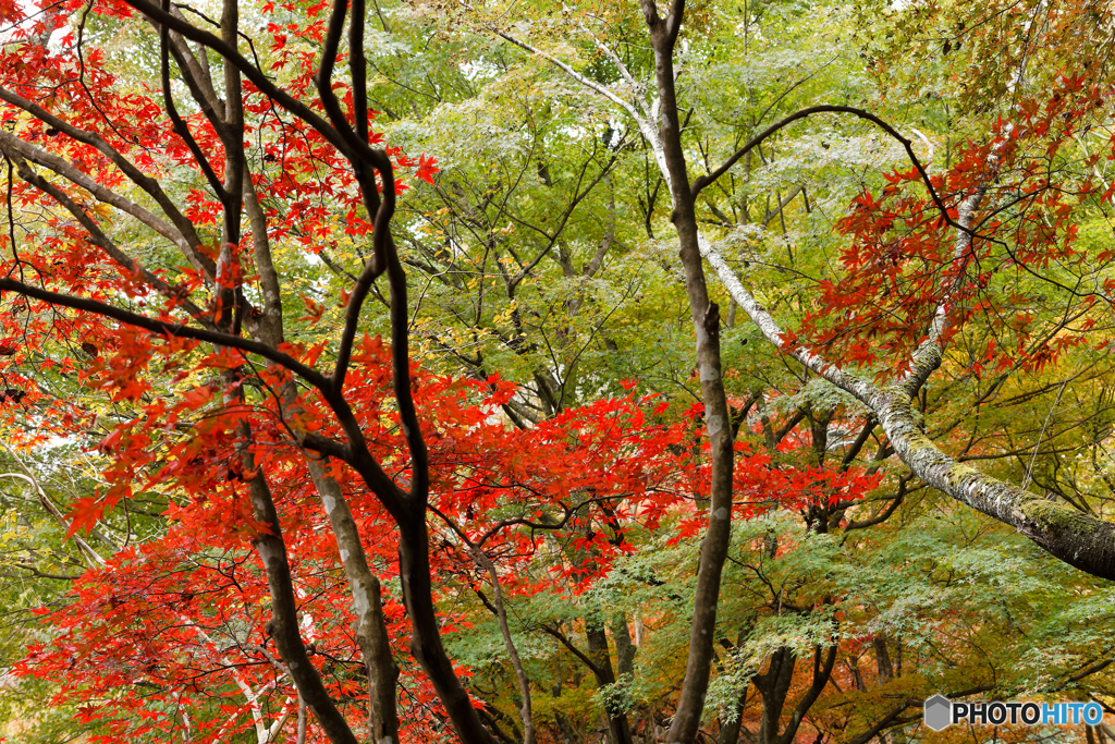 紅葉