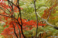 紅葉