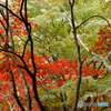 紅葉