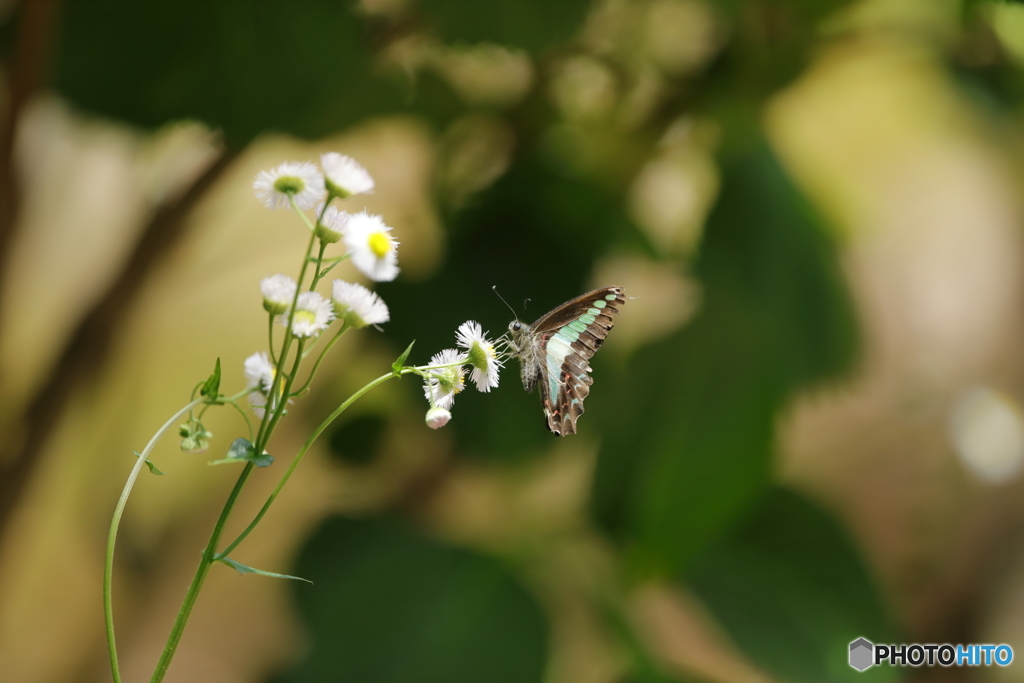 アオスジアゲハ