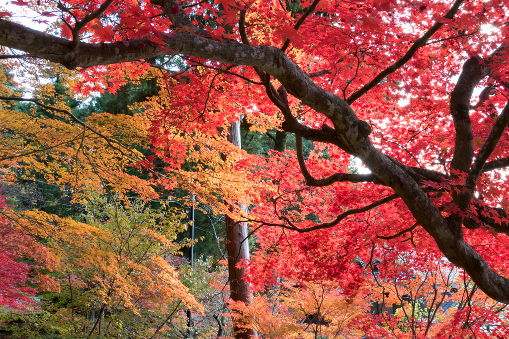 紅葉