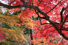 紅葉
