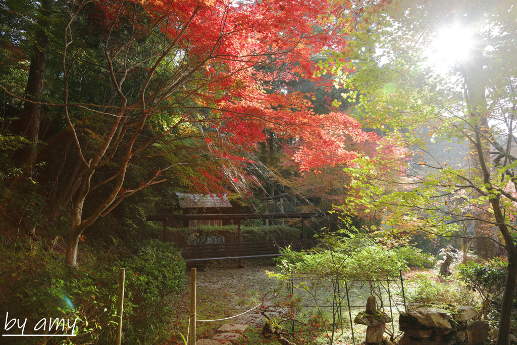 光と紅葉