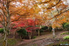 紅葉