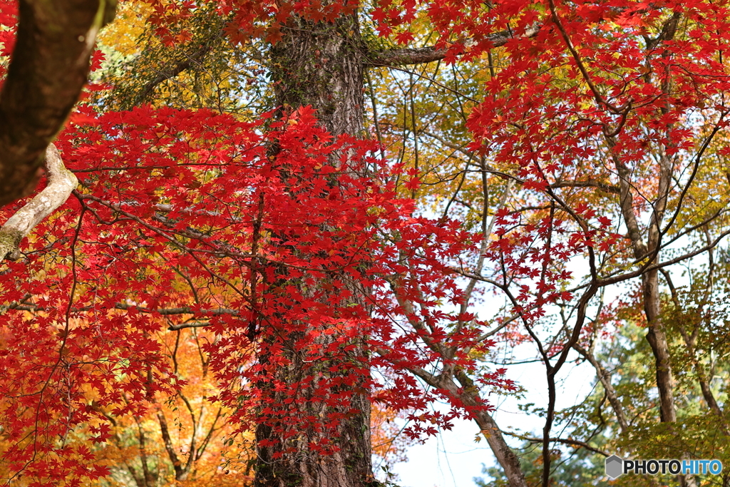 紅葉
