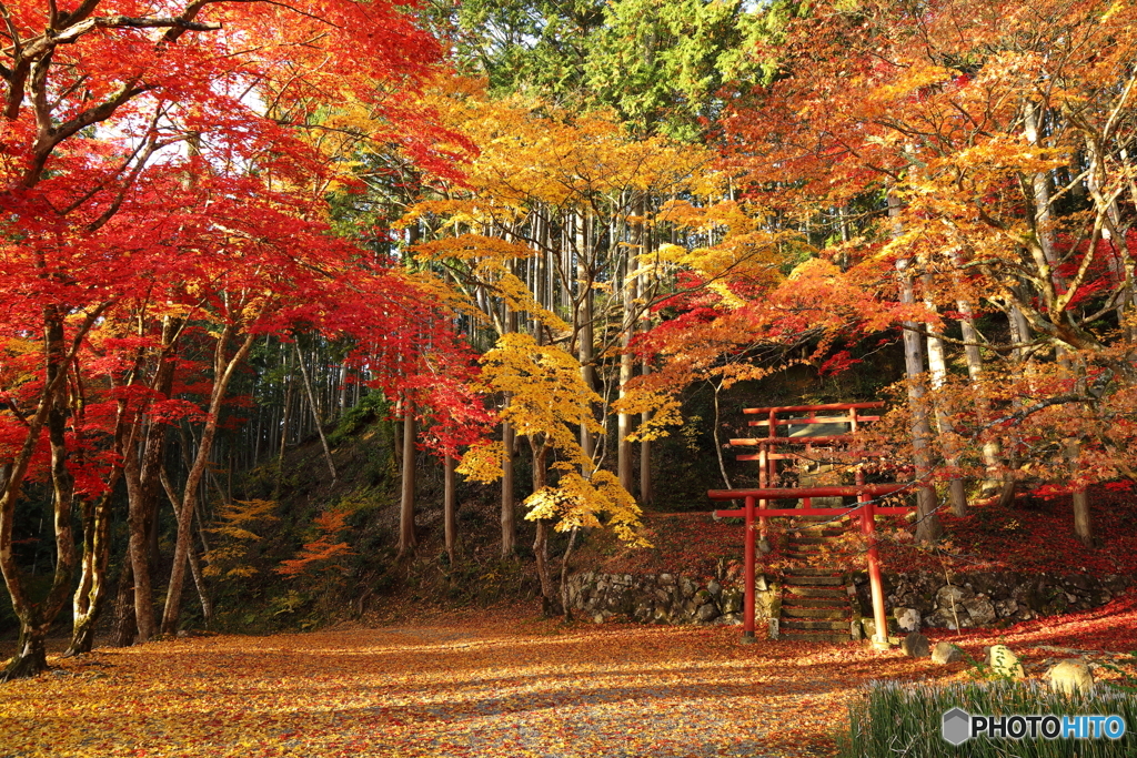 鳥居と紅葉