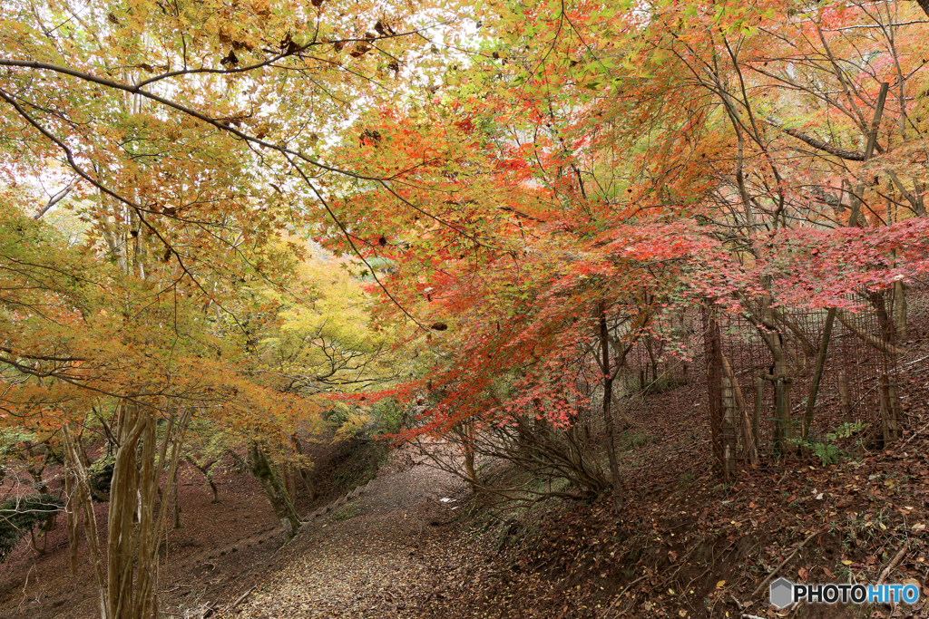 黄葉と紅葉