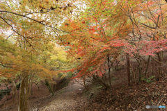 黄葉と紅葉