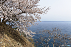 サクラ