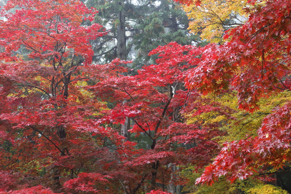 紅葉