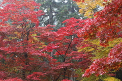 紅葉