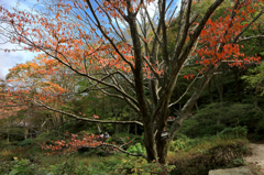 紅葉
