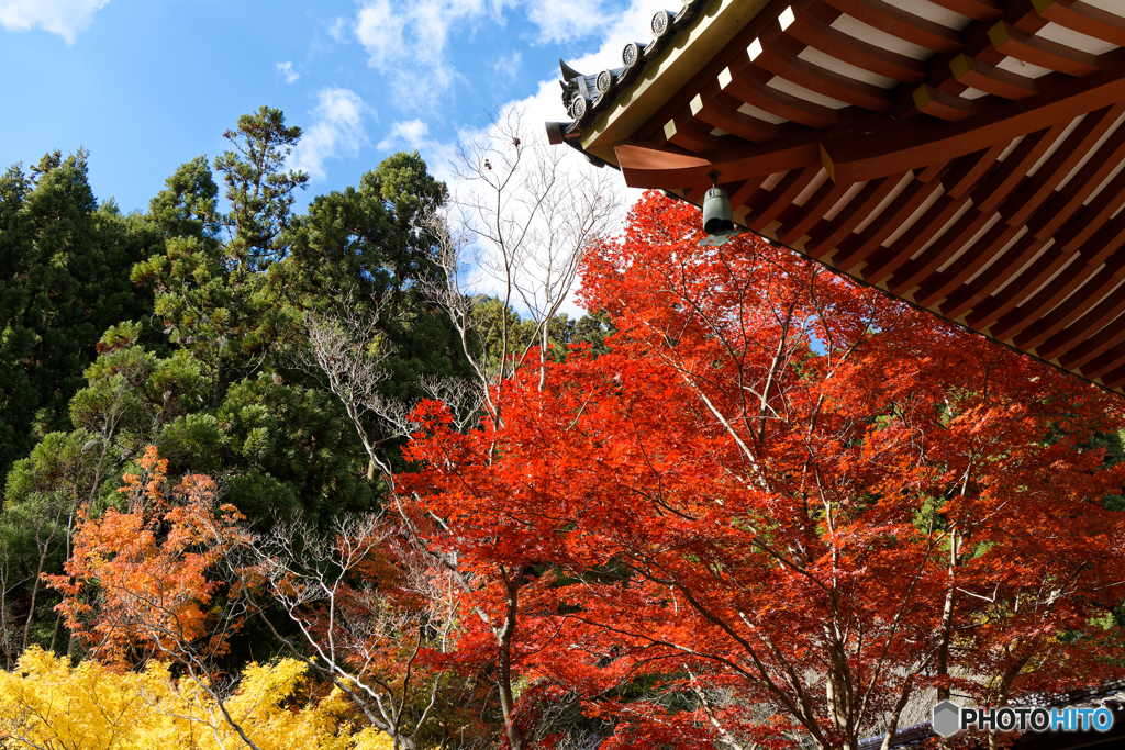 紅葉