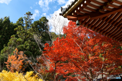 紅葉