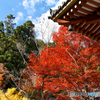 紅葉
