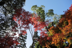 紅葉