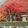 紅葉