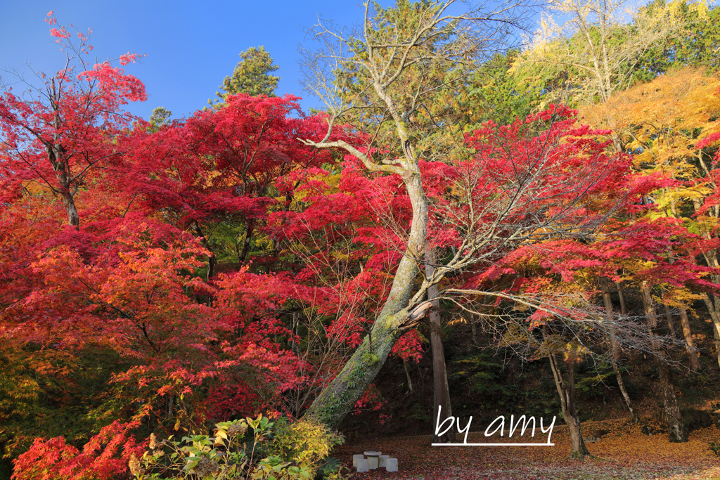 紅葉