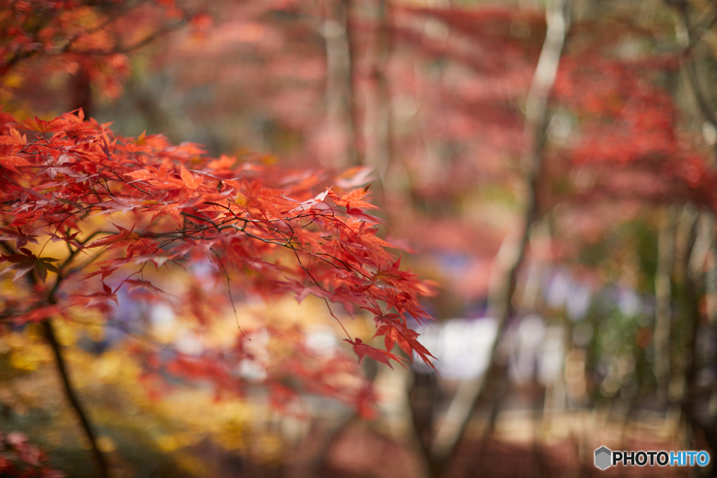 紅葉