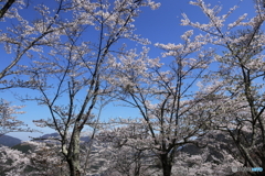 サクラ