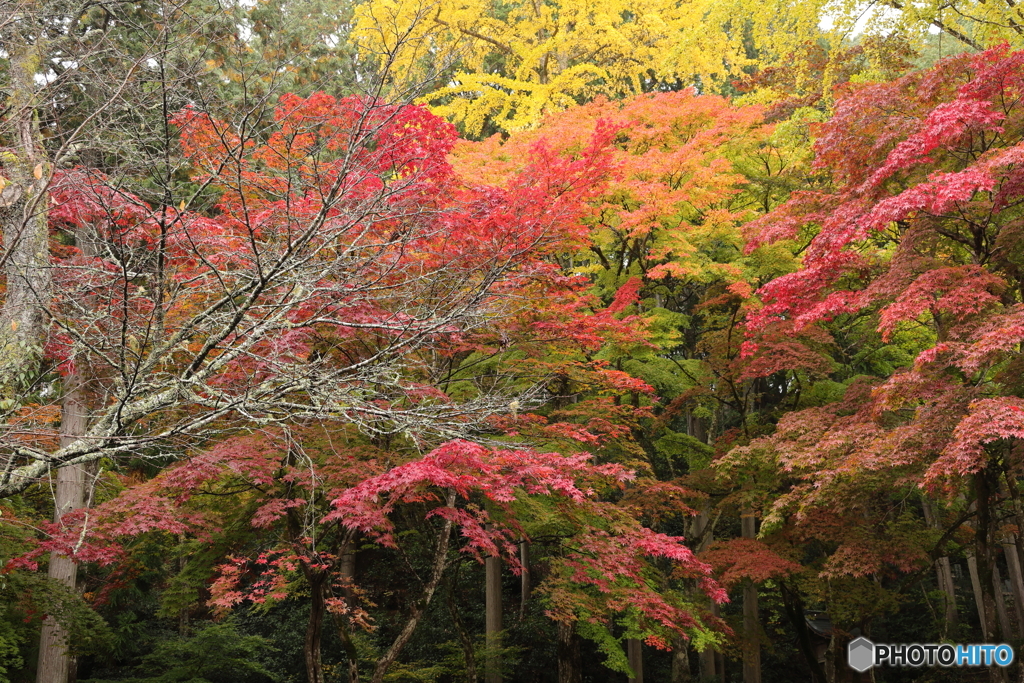 紅葉