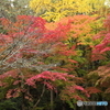 紅葉