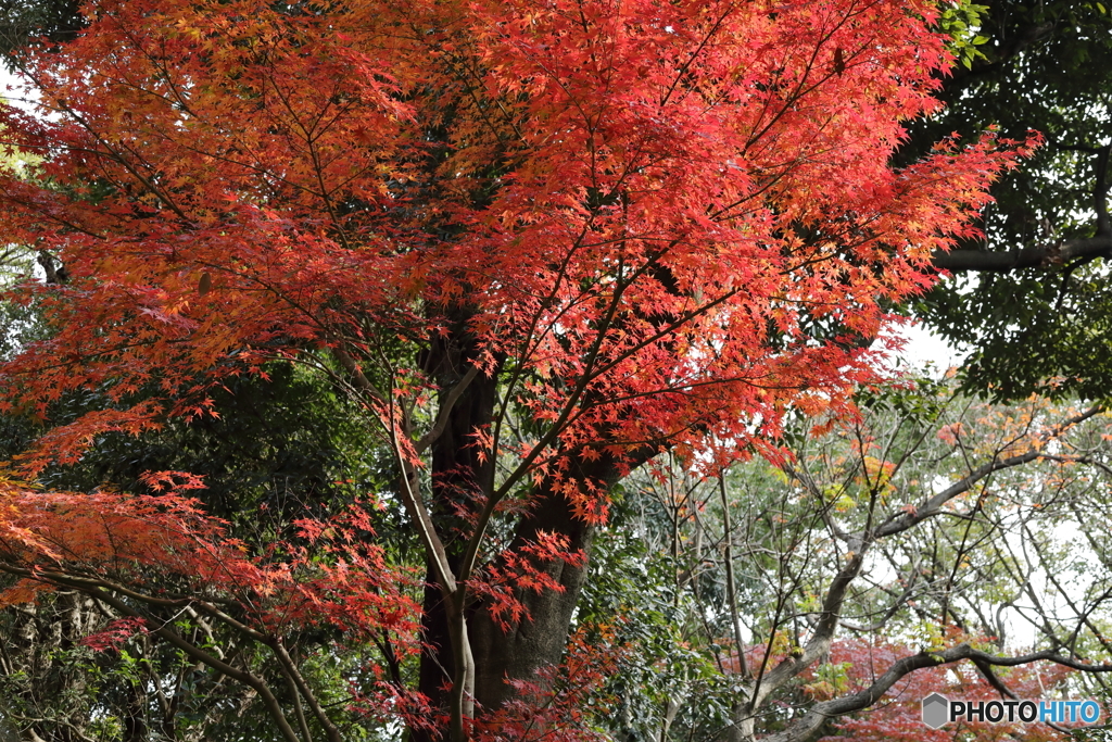 紅葉