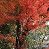 紅葉