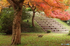 紅葉