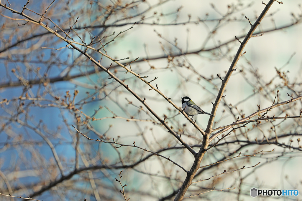 シジュウカラ