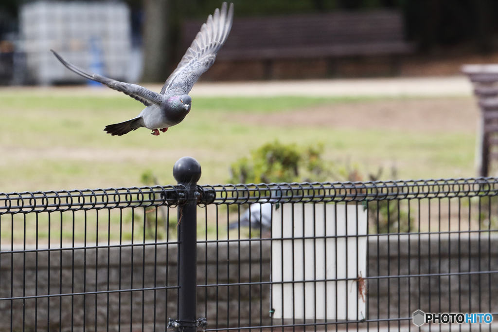 鳩