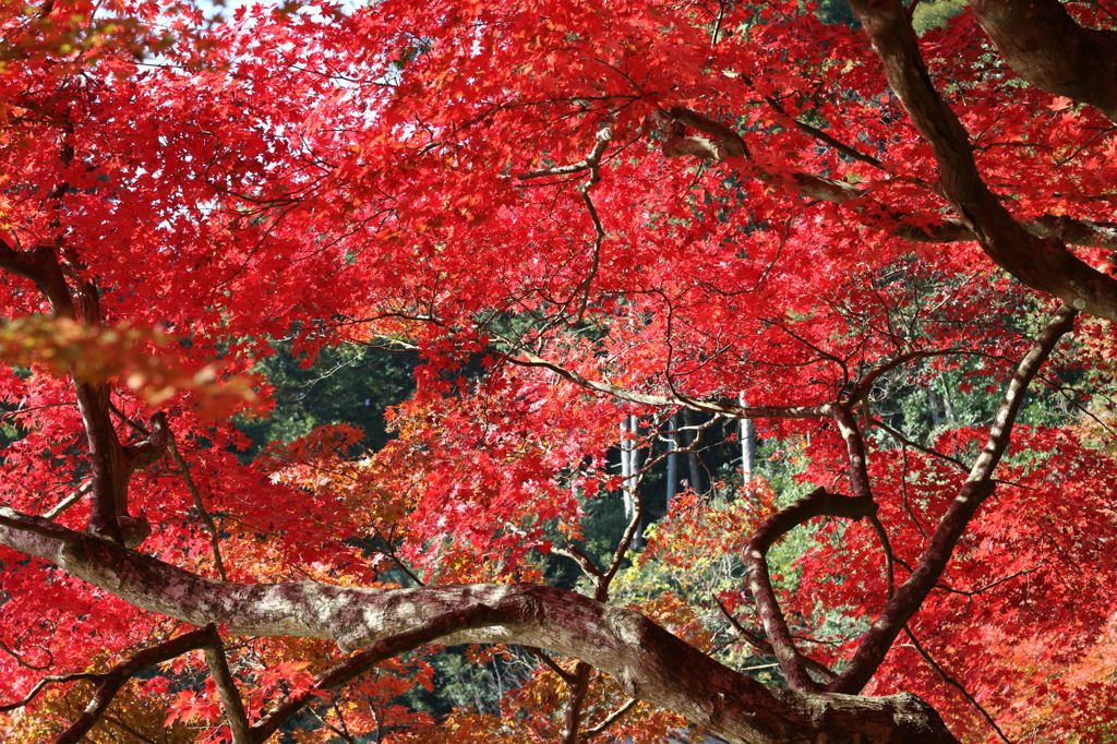 紅葉