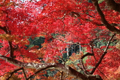 紅葉