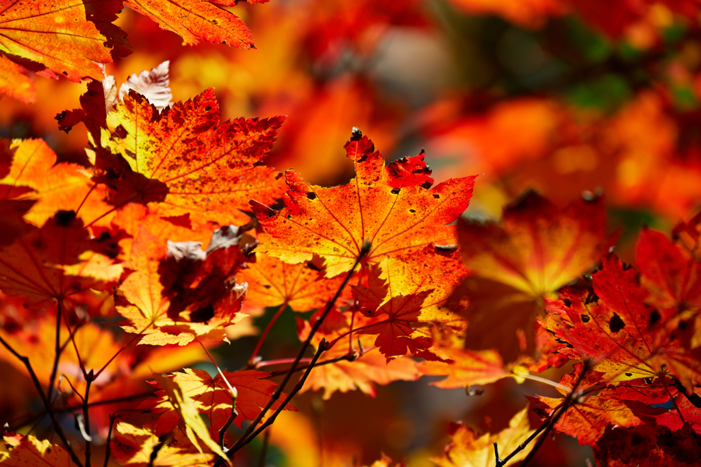 紅葉