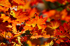 紅葉
