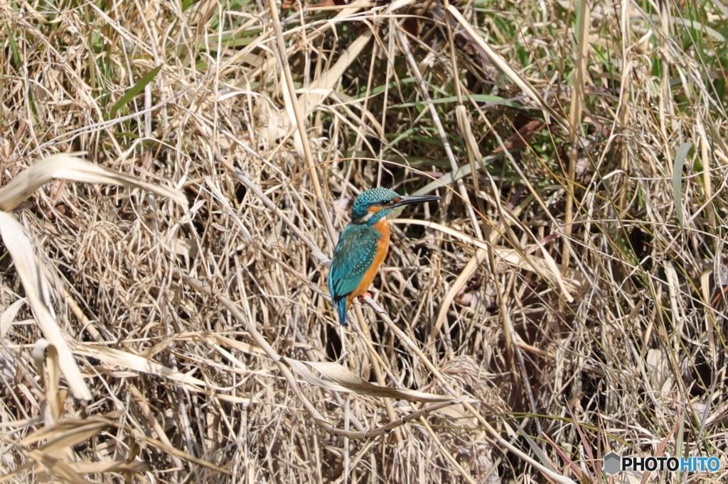 カワセミ