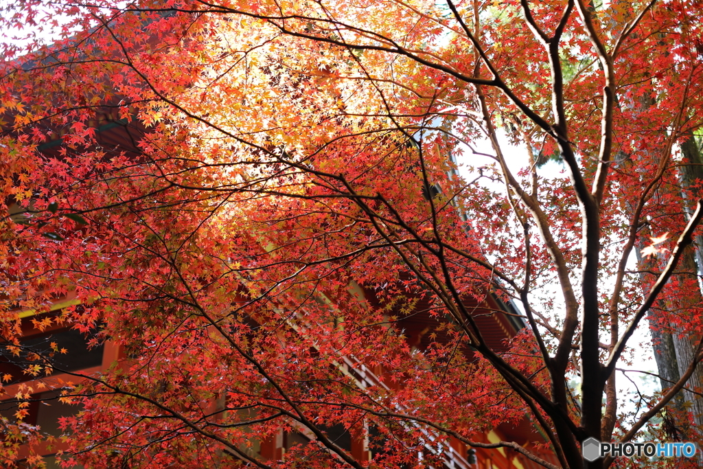 紅葉　