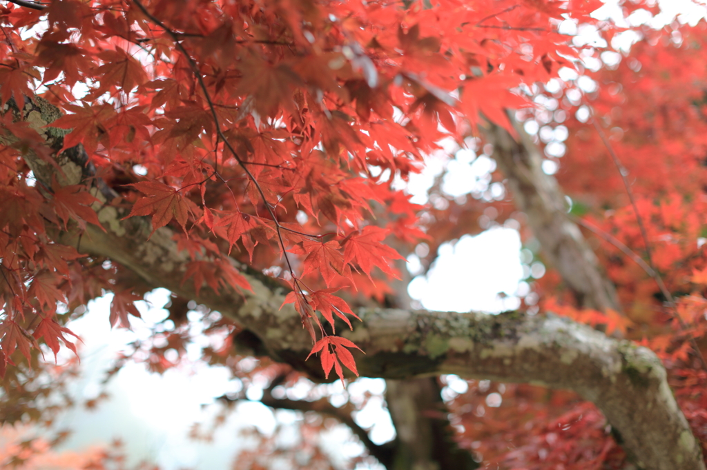 紅葉