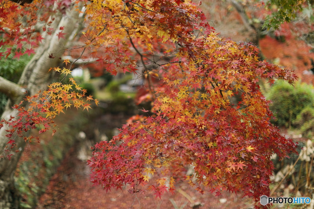紅葉