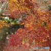 紅葉